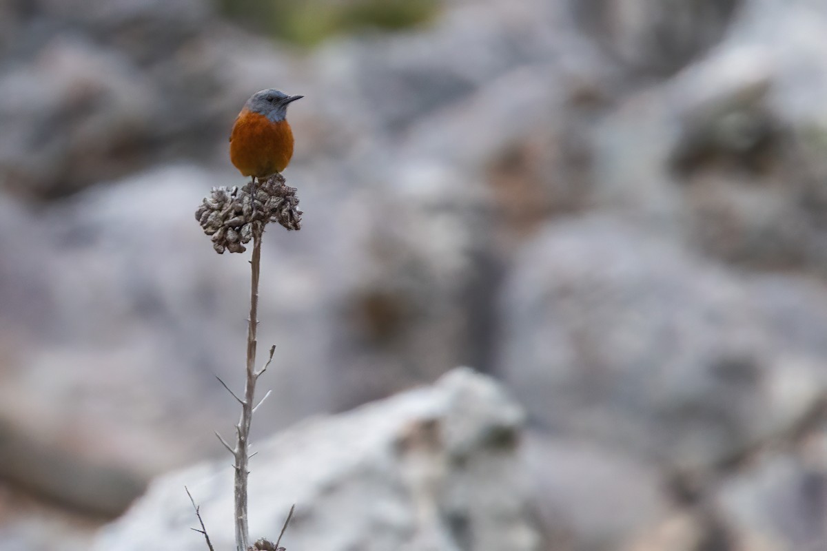 Cape Rock-Thrush - ML642384689
