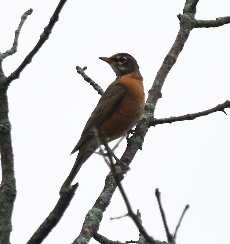American Robin - ML642384690