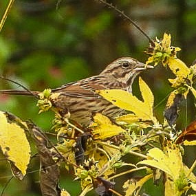 Song Sparrow - ML642384694
