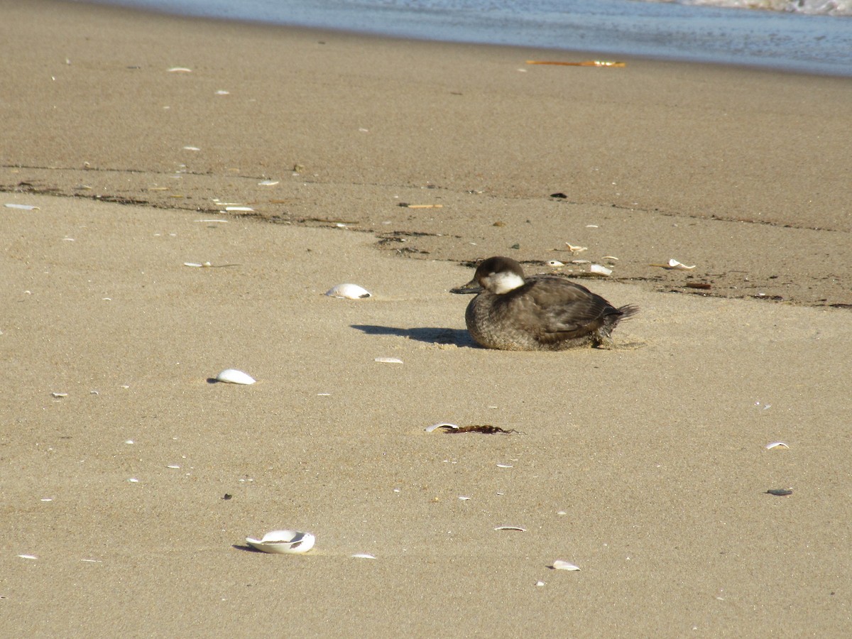 Black Scoter - ML642384696