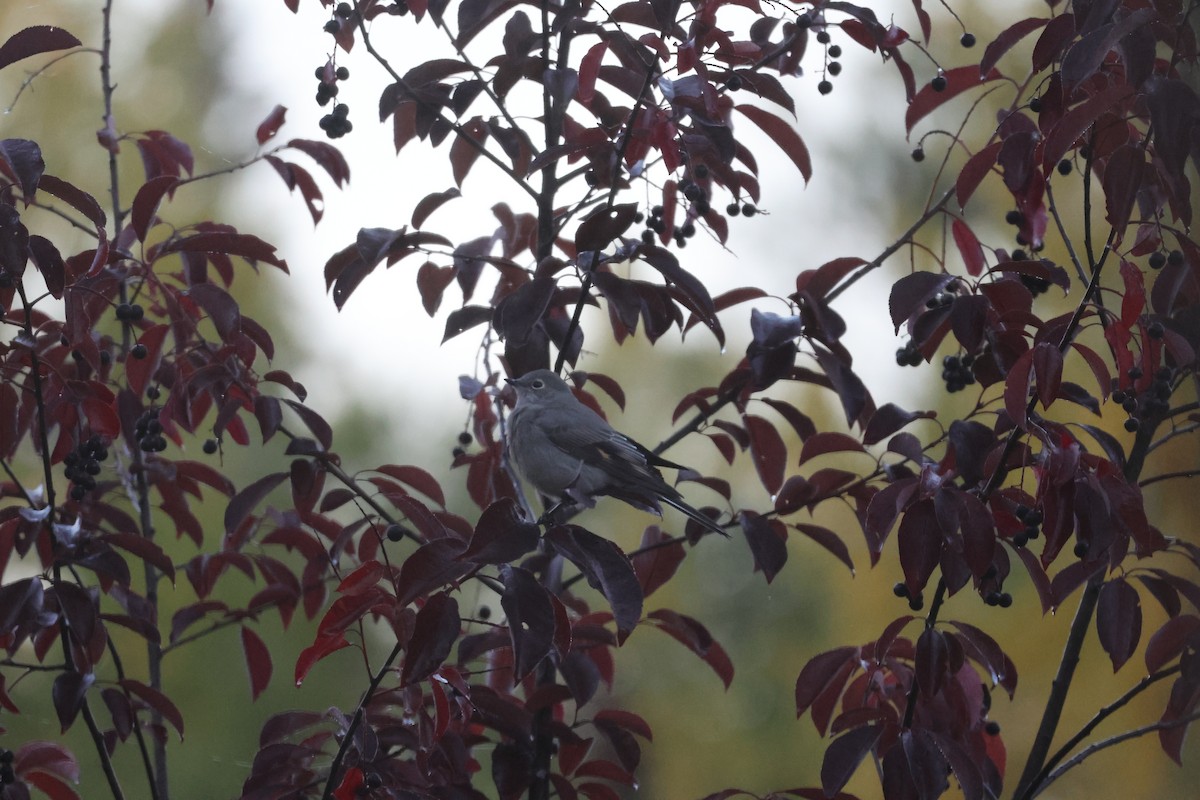 Townsend's Solitaire - ML642384698