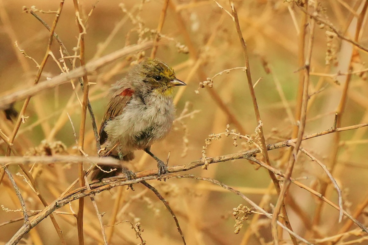 Verdin - ML642384710