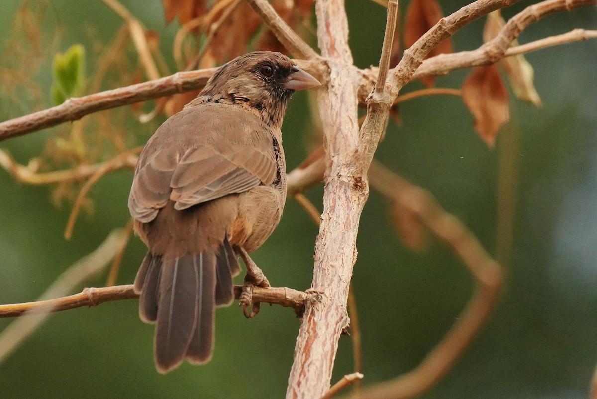 Abert's Towhee - ML642384725