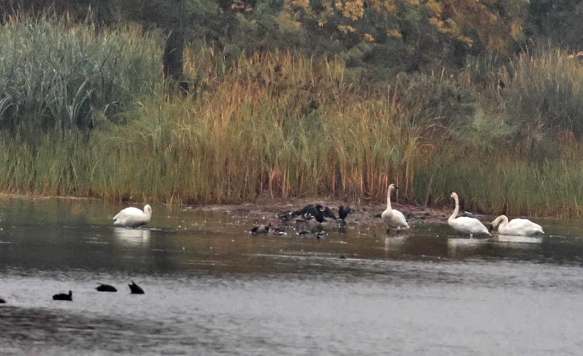 Trumpeter Swan - ML642384729
