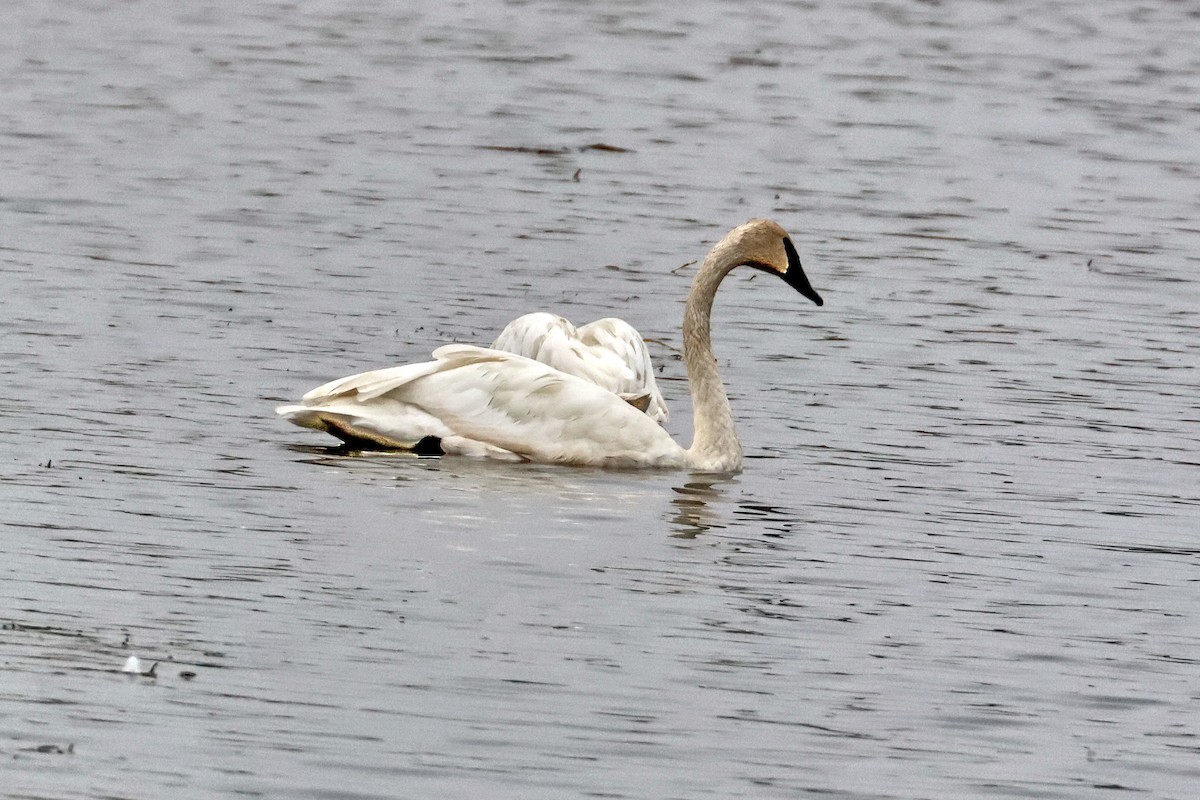 Trumpeter Swan - ML642384730