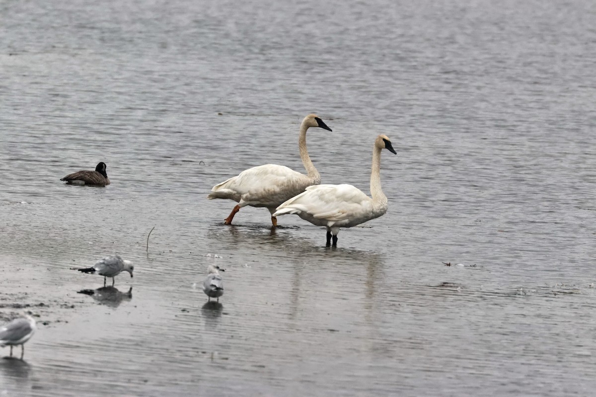 Trumpeter Swan - ML642384731