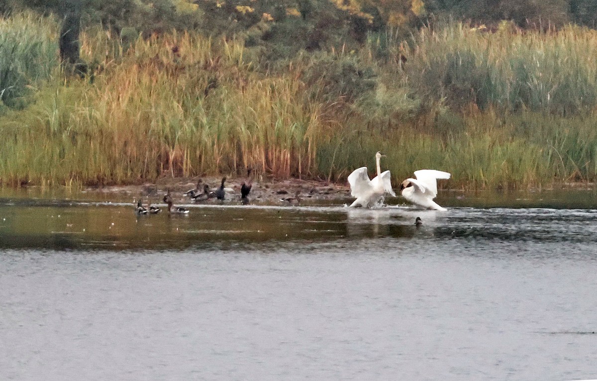 Trumpeter Swan - ML642384732