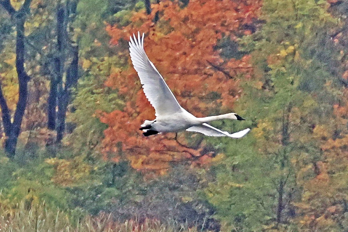 Trumpeter Swan - ML642384733