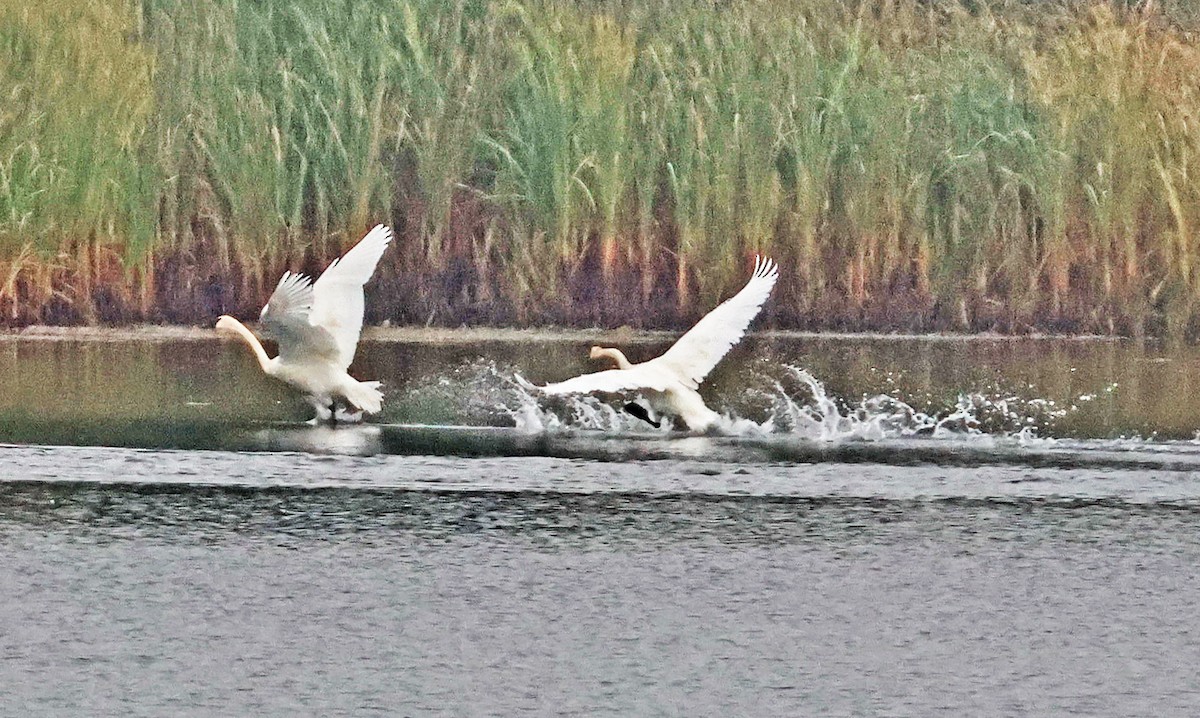 Trumpeter Swan - ML642384734