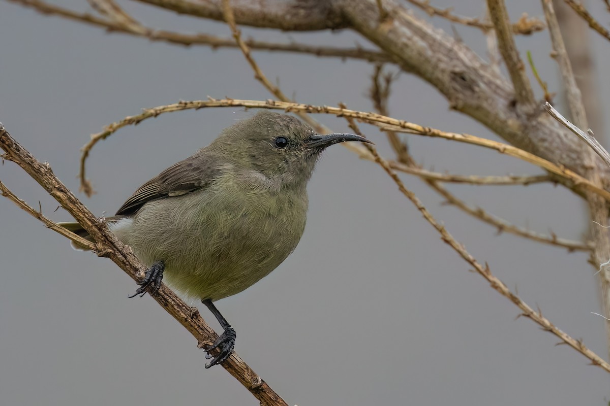Southern Double-collared Sunbird - ML642384743
