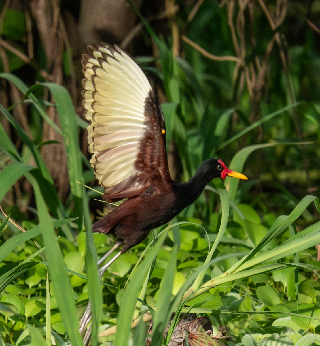 Wattled Jacana - ML642384745