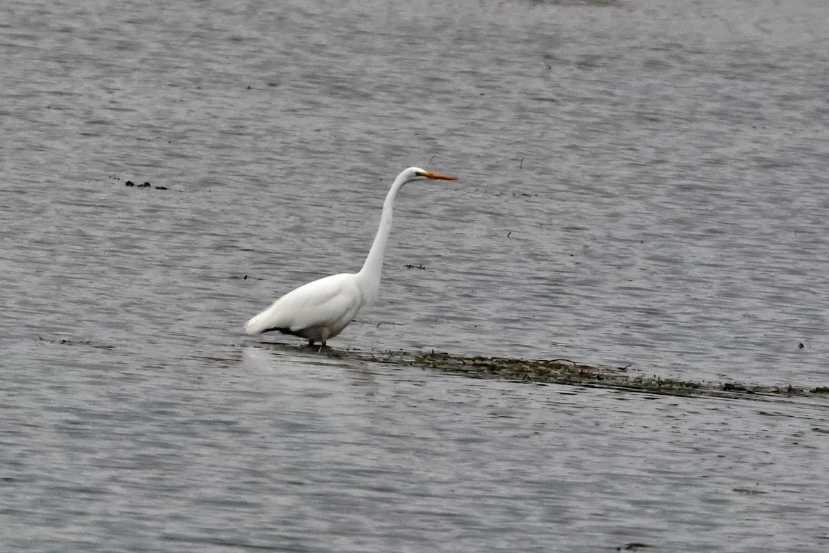 Great Egret - ML642384746