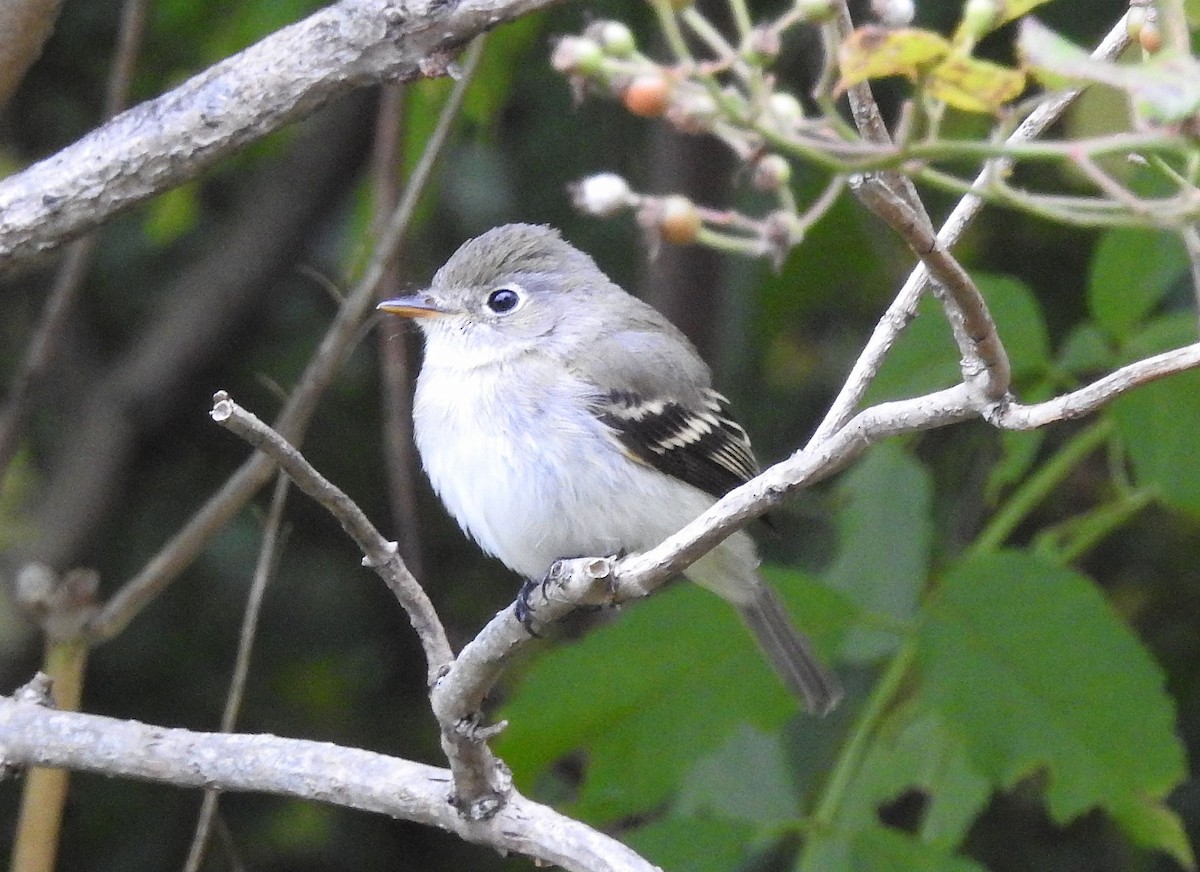 new world flycatcher sp. - ML642384747