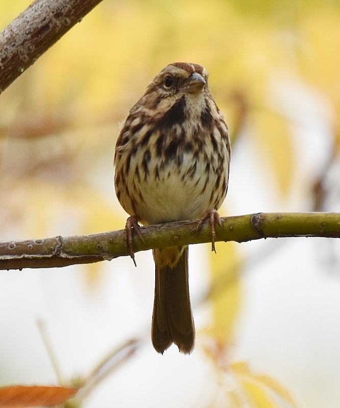 Song Sparrow - ML642384748