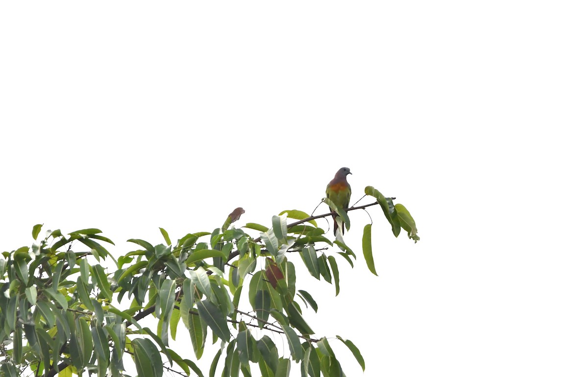 Pink-necked Green-Pigeon - ML642384749