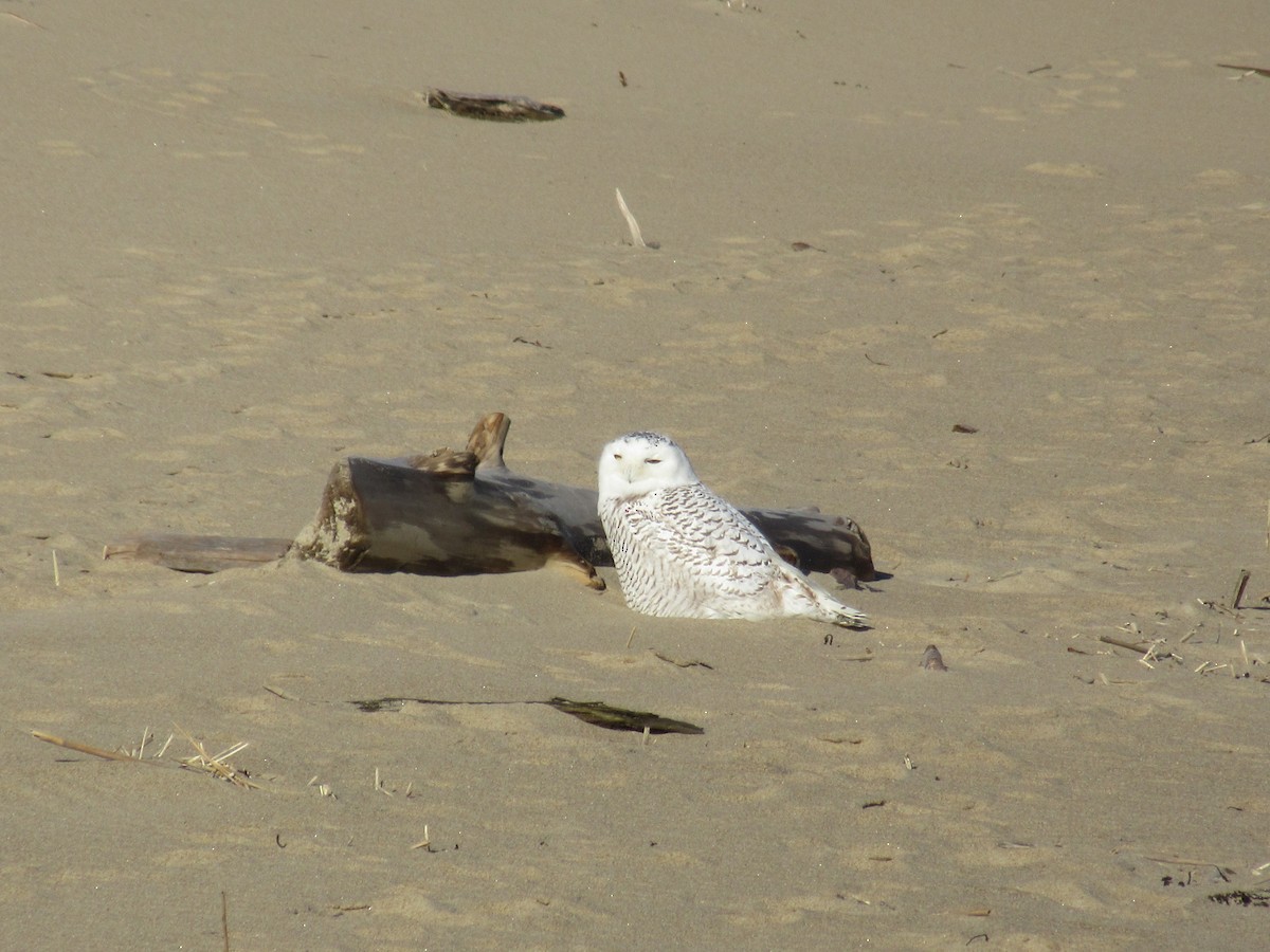 Snowy Owl - ML642384750