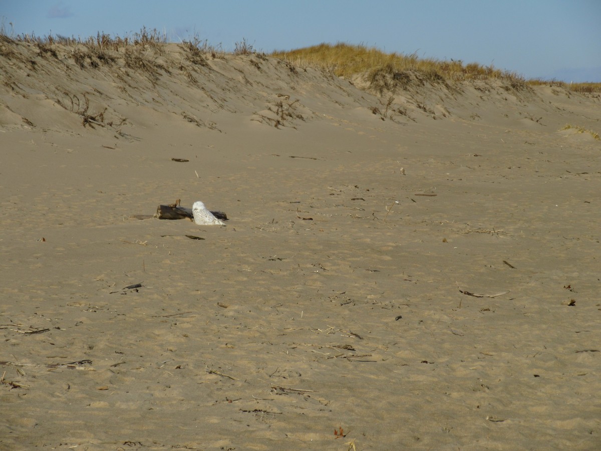 Snowy Owl - ML642384751