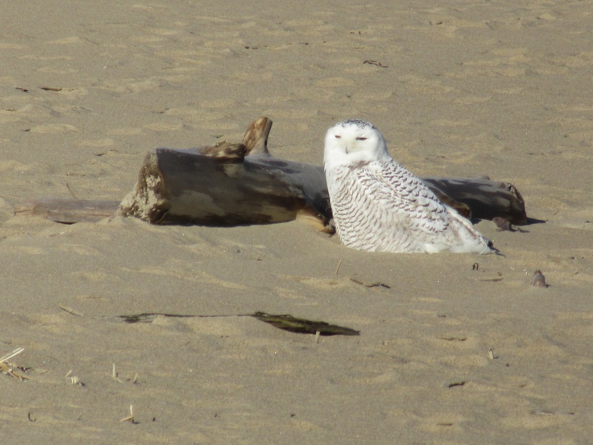 Snowy Owl - ML642384752