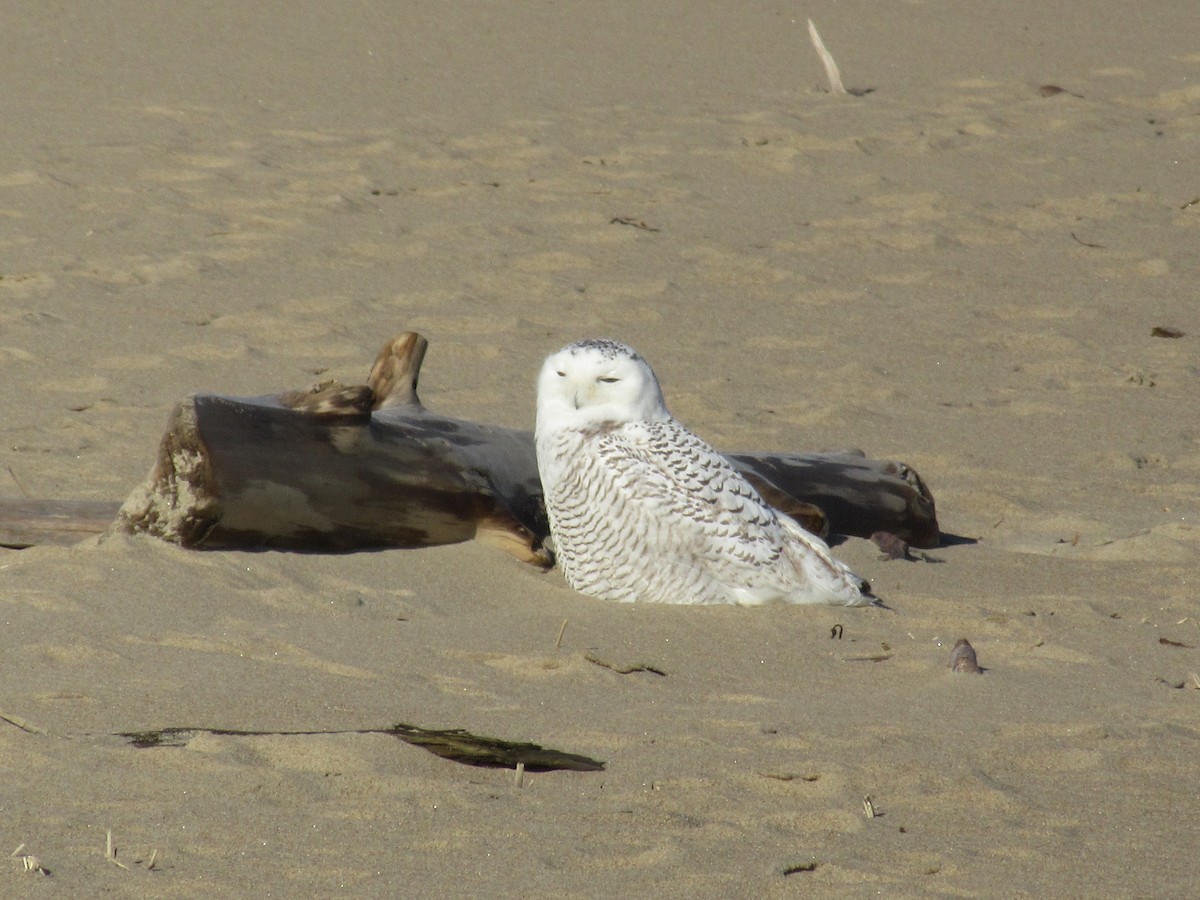 Snowy Owl - ML642384753