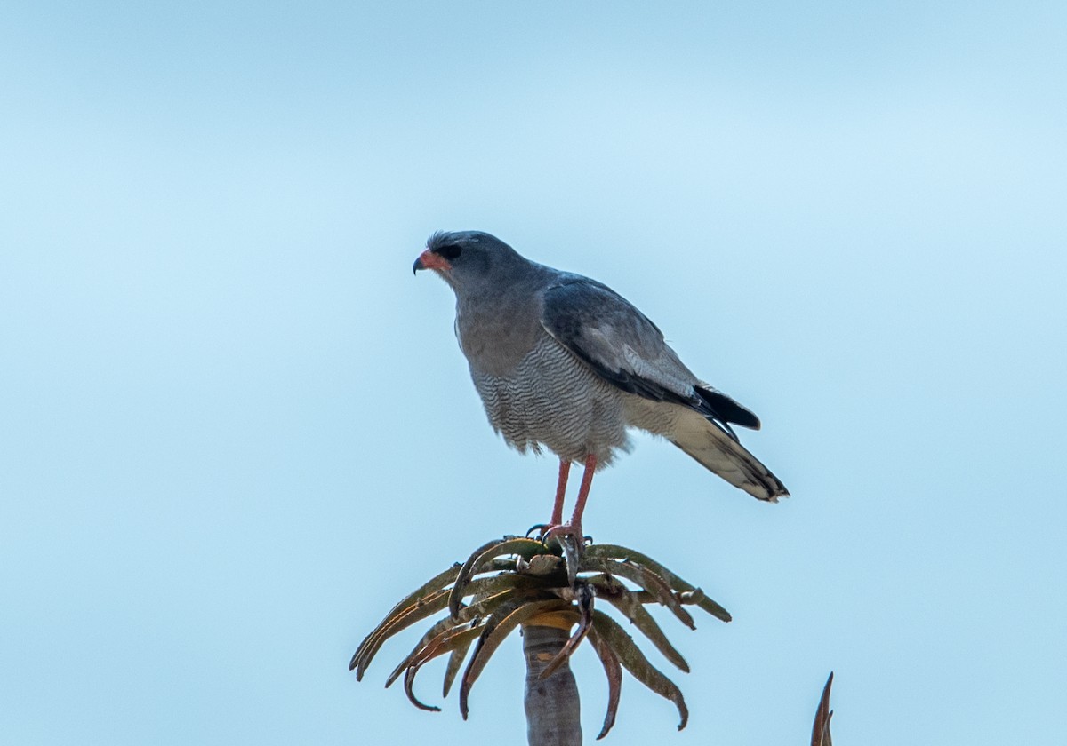 Pale Chanting-Goshawk - ML642384755