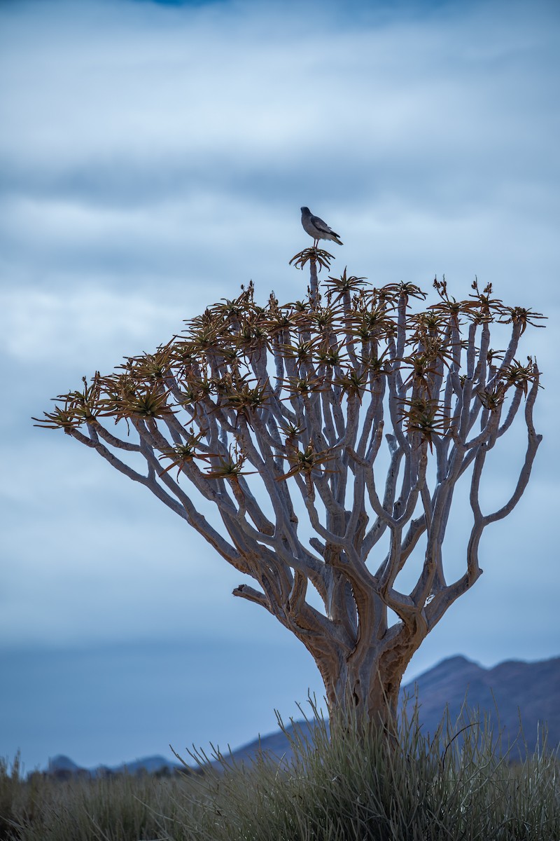 Pale Chanting-Goshawk - ML642384756