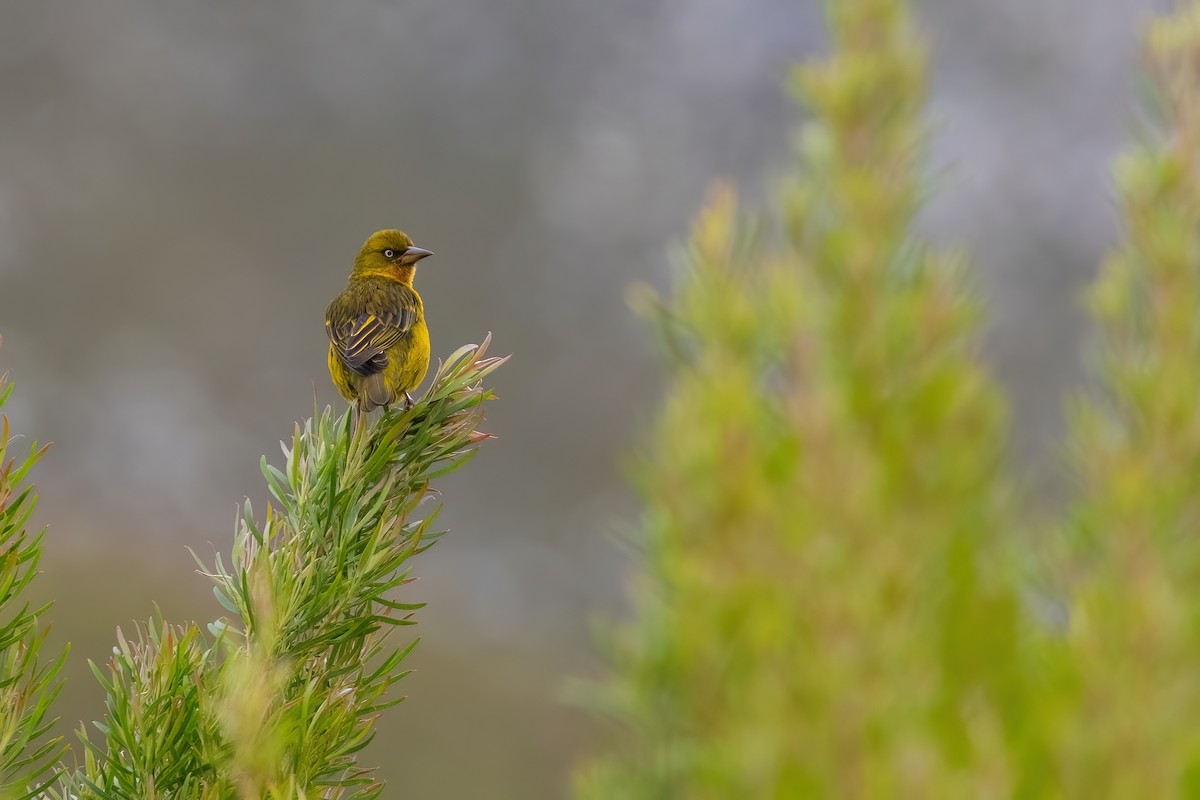 Cape Weaver - ML642384760