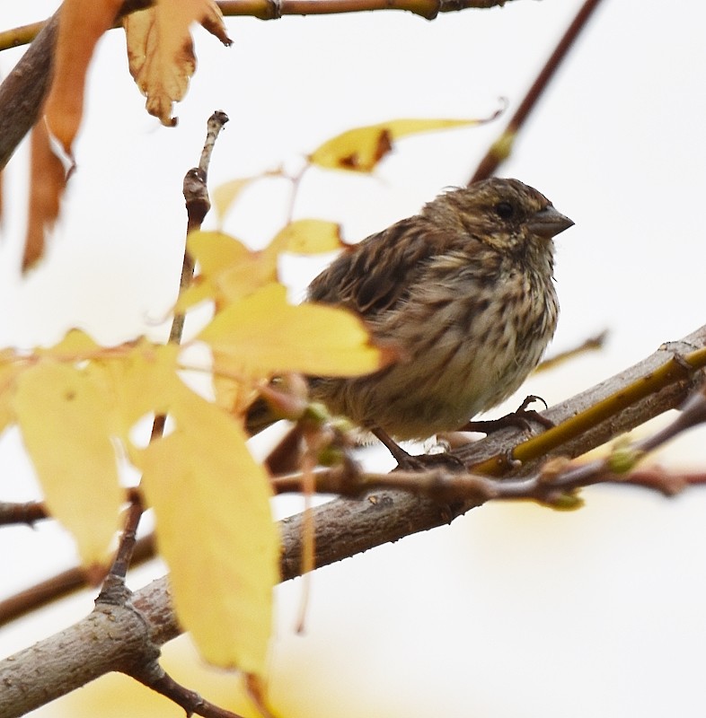 Song Sparrow - ML642384761