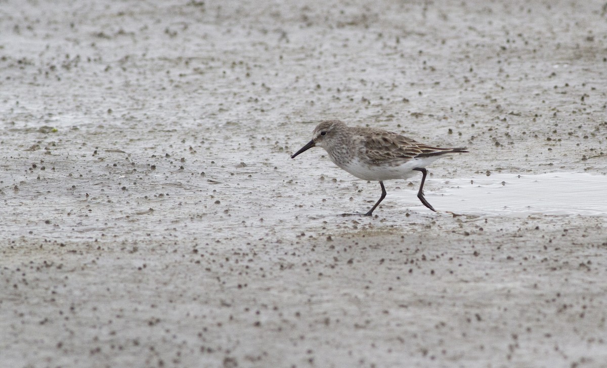 White-rumped Sandpiper - ML642384763