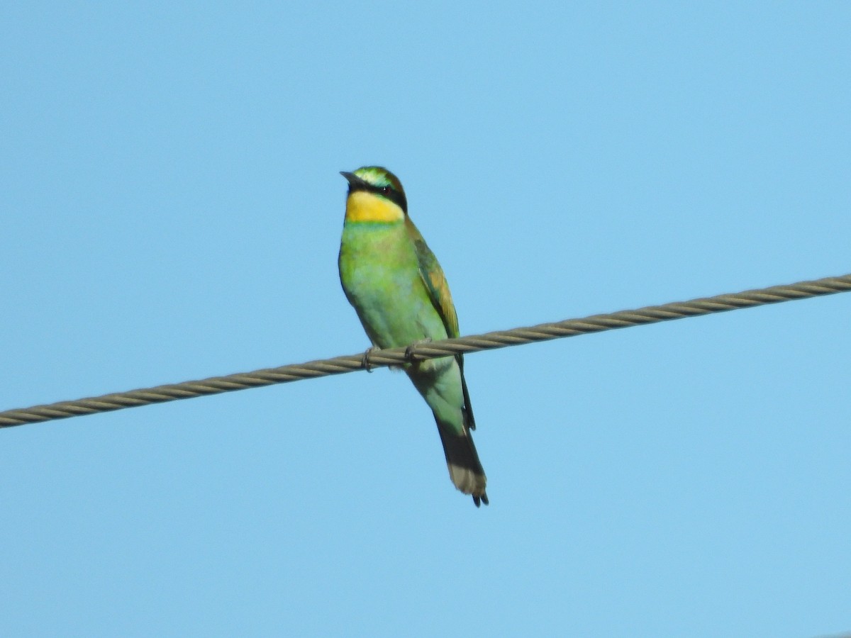 European Bee-eater - ML642384764