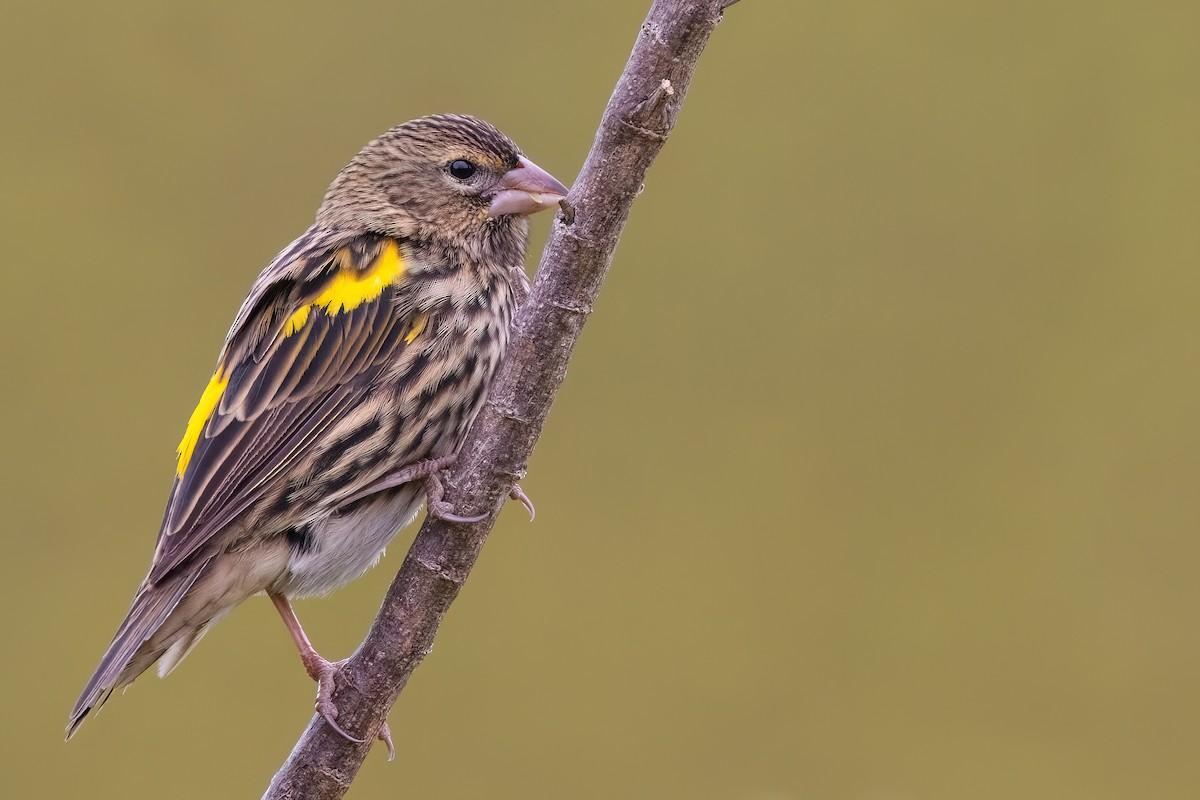 Yellow Bishop - ML642384766