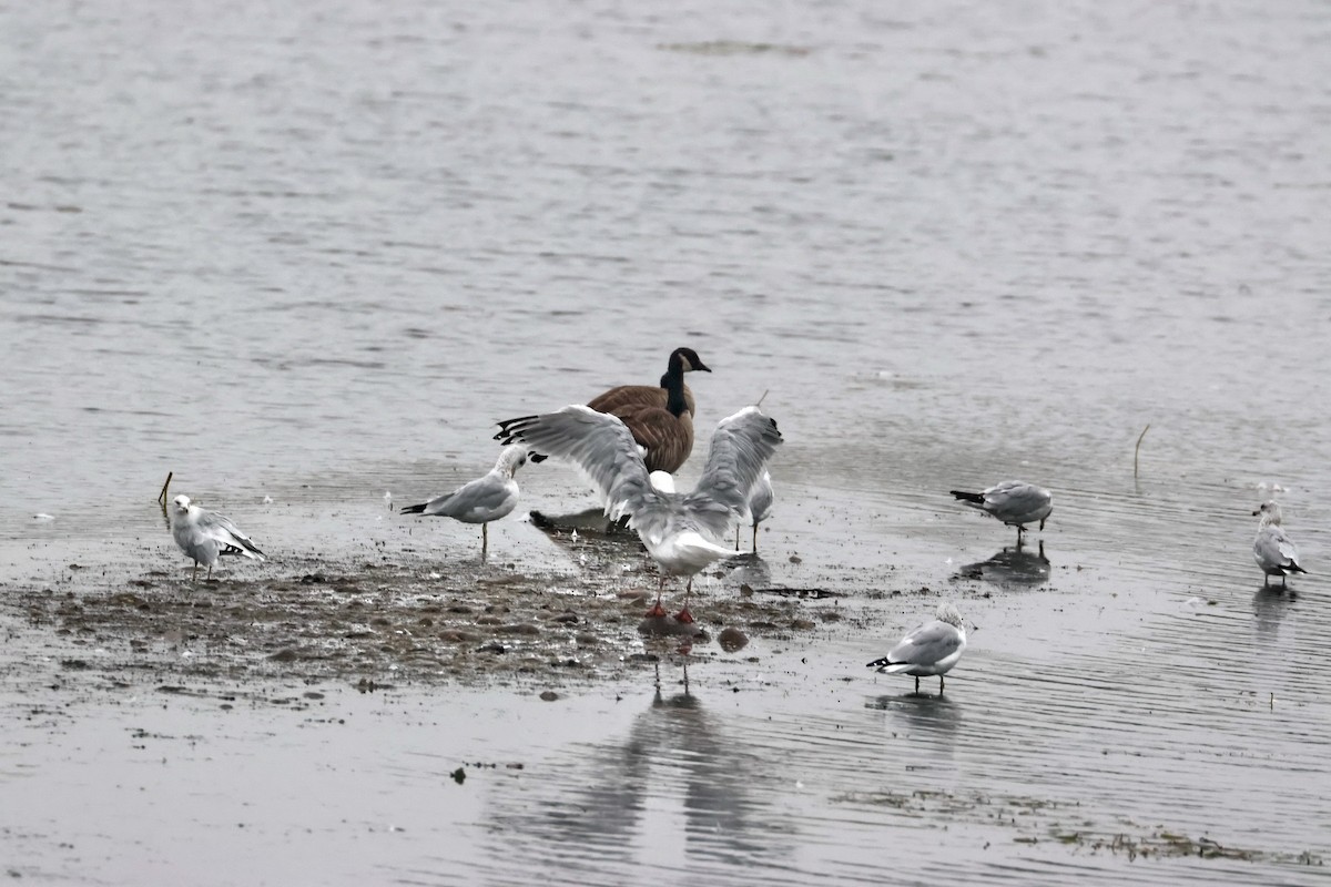 Ring-billed Gull - ML642384767