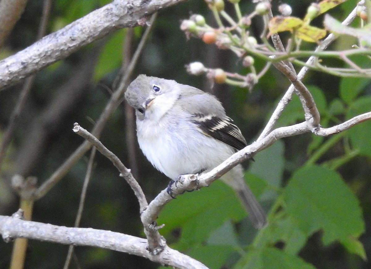 new world flycatcher sp. - ML642384768