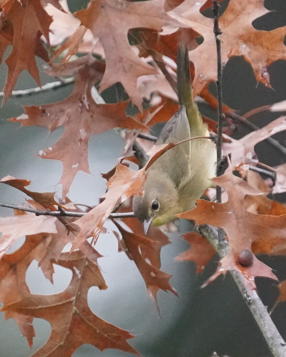 Common Yellowthroat - ML642384769