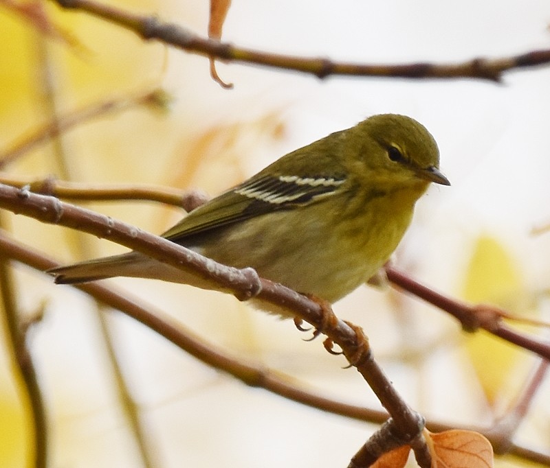 Blackpoll Warbler - ML642384770