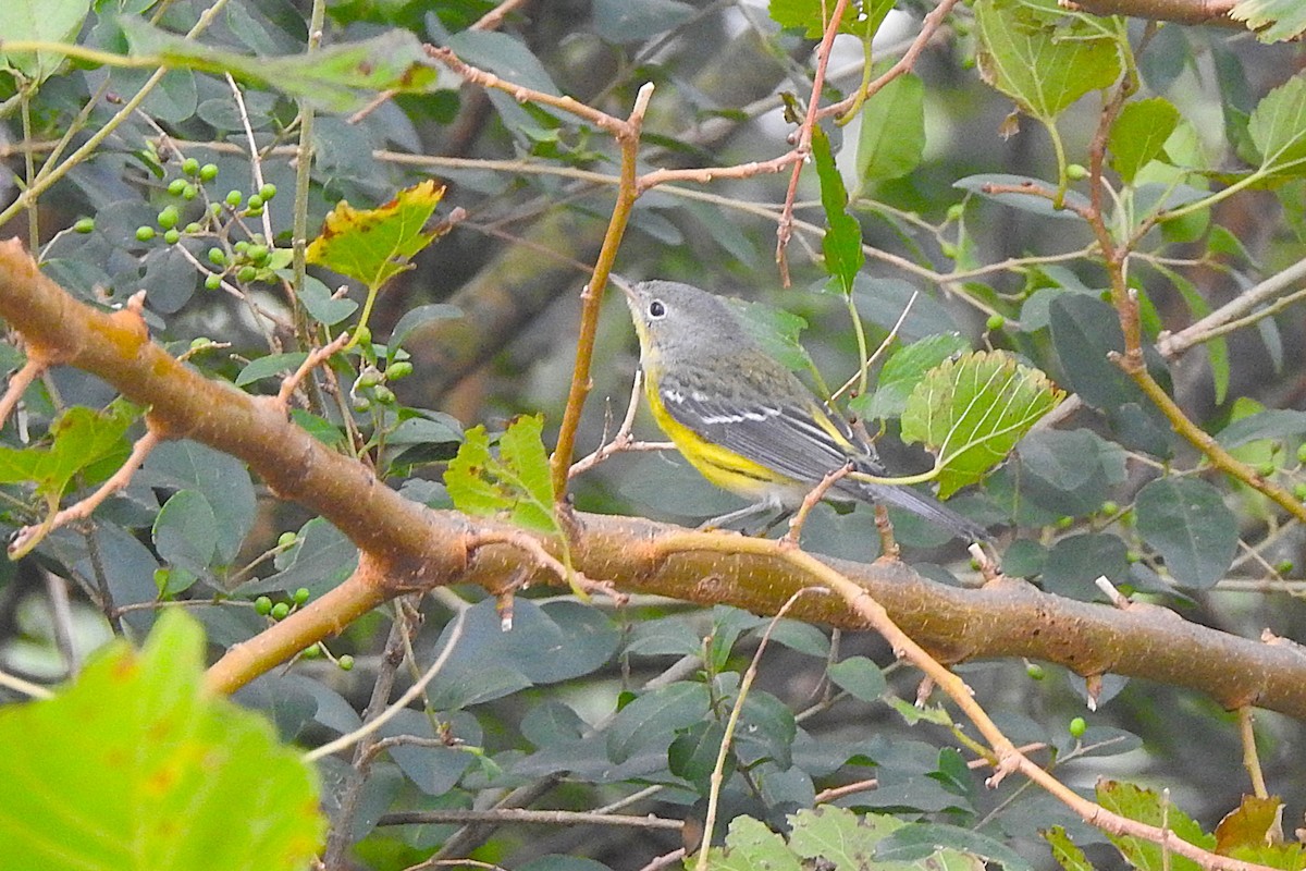 Magnolia Warbler - ML642384771