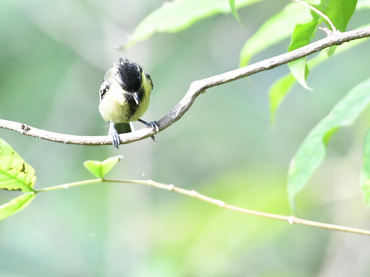 Indian Yellow Tit - ML642384783