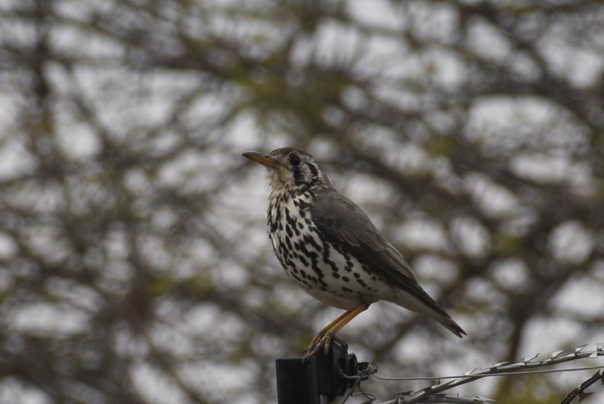 Groundscraper Thrush - ML642384787