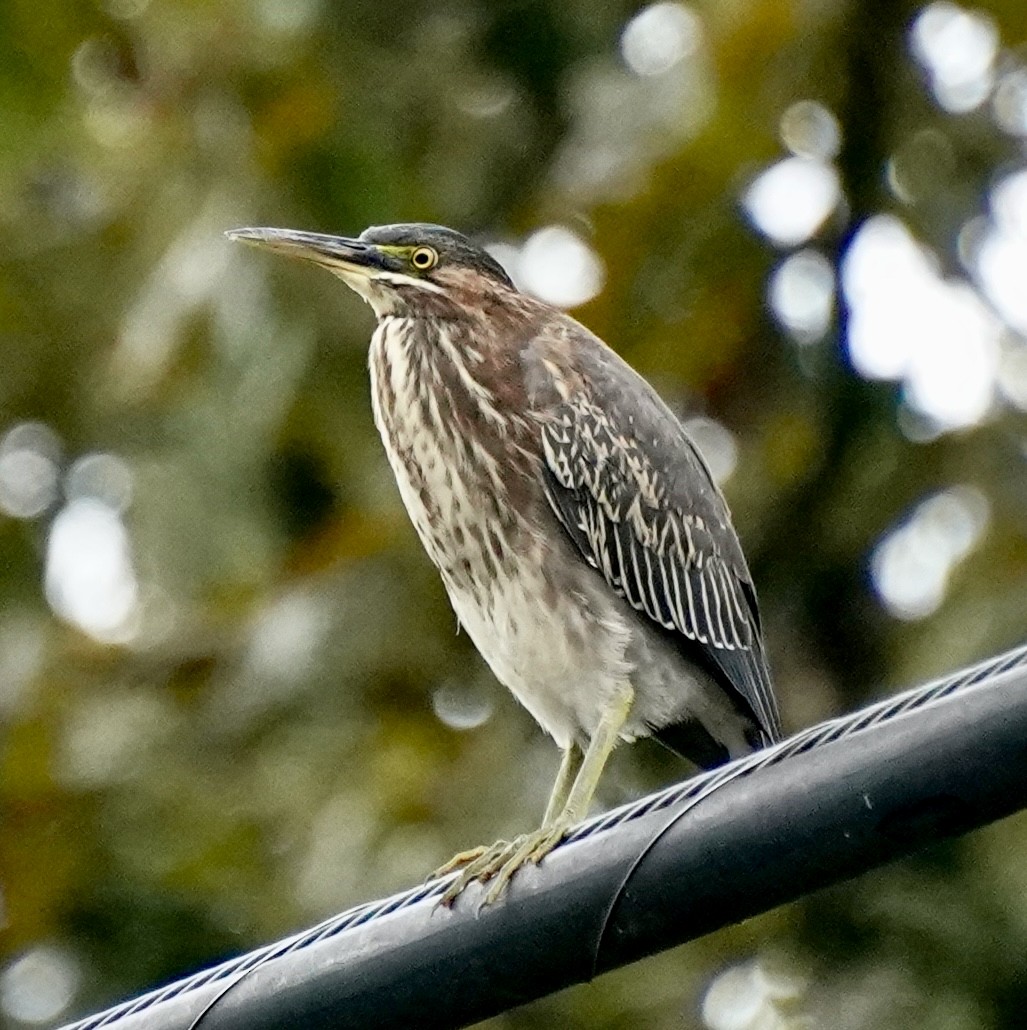 Green Heron - ML642384811
