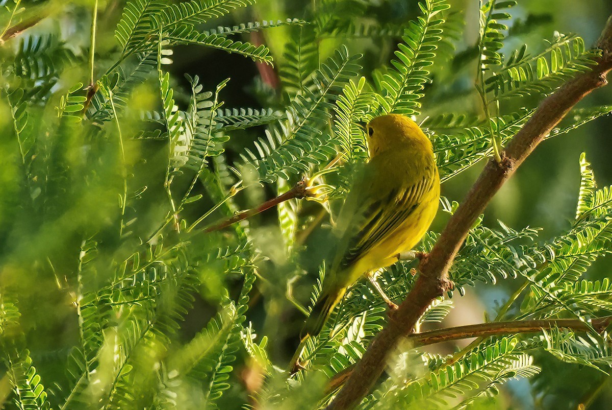 Yellow Warbler - ML642384812