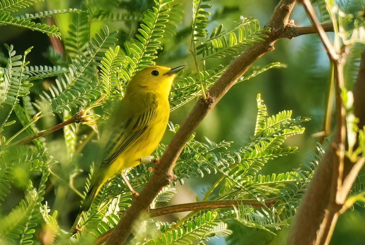 Yellow Warbler - ML642384813