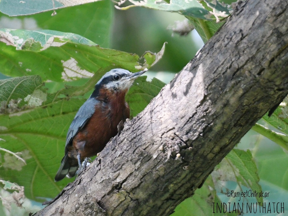 Indian Nuthatch - ML642384837