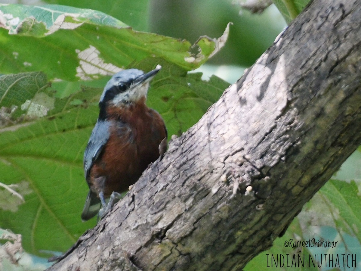 Indian Nuthatch - ML642384839