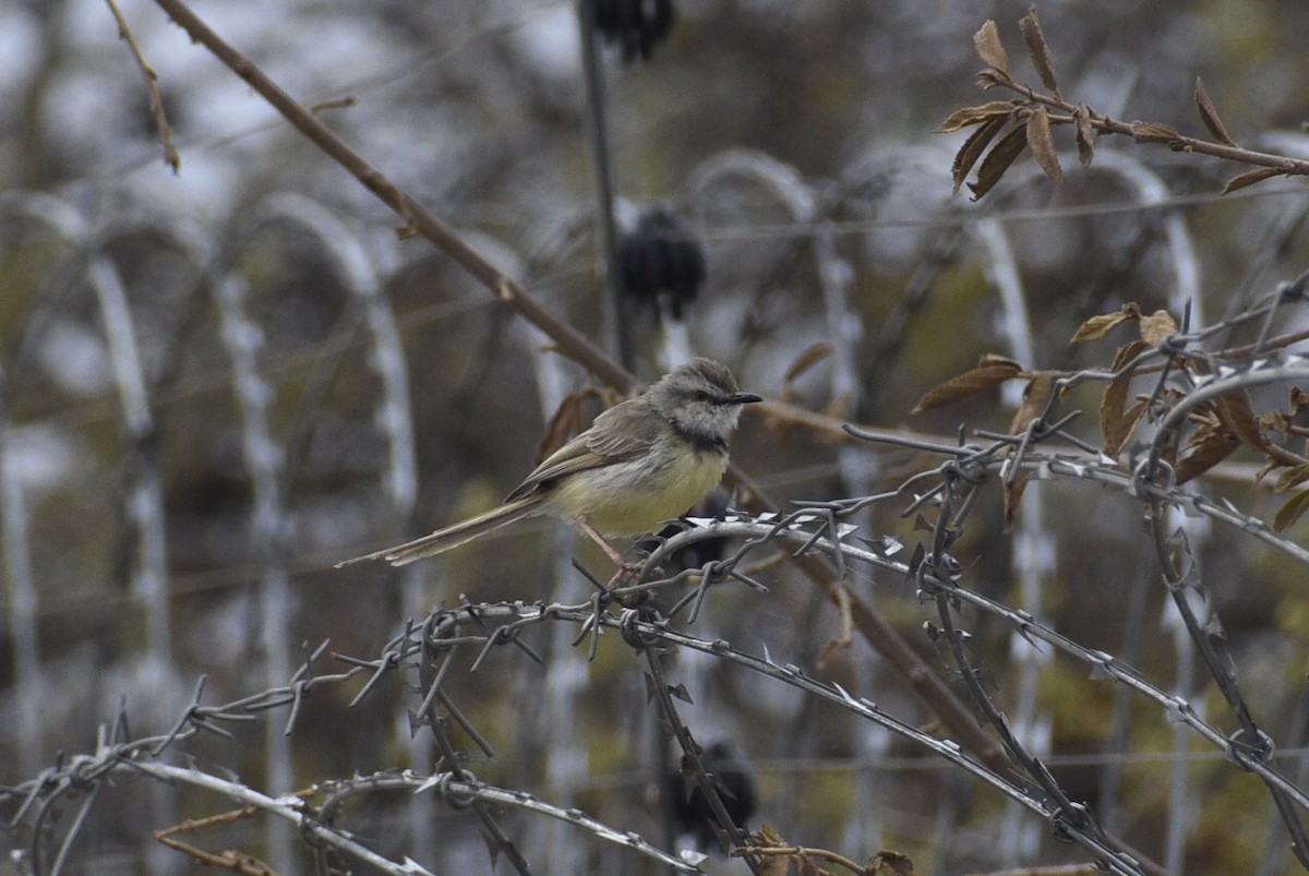 Black-chested Prinia - ML642384841