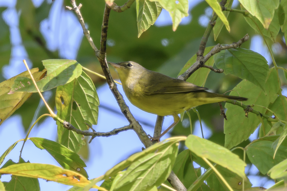 Mourning Warbler - ML642384843
