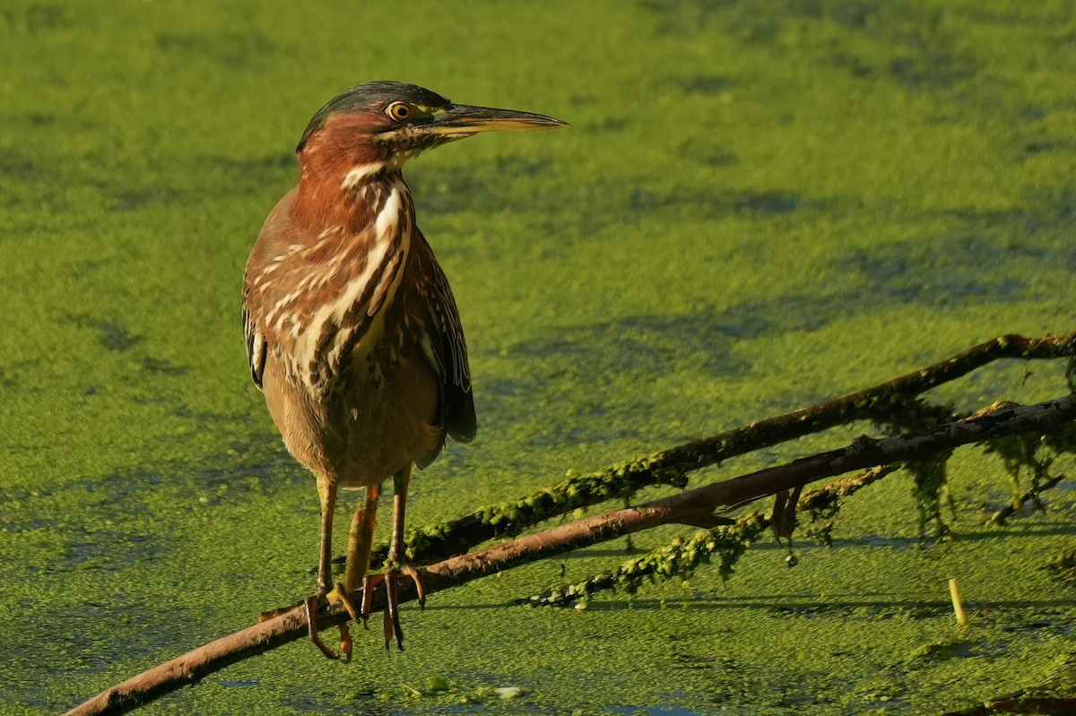 Green Heron - ML642384858