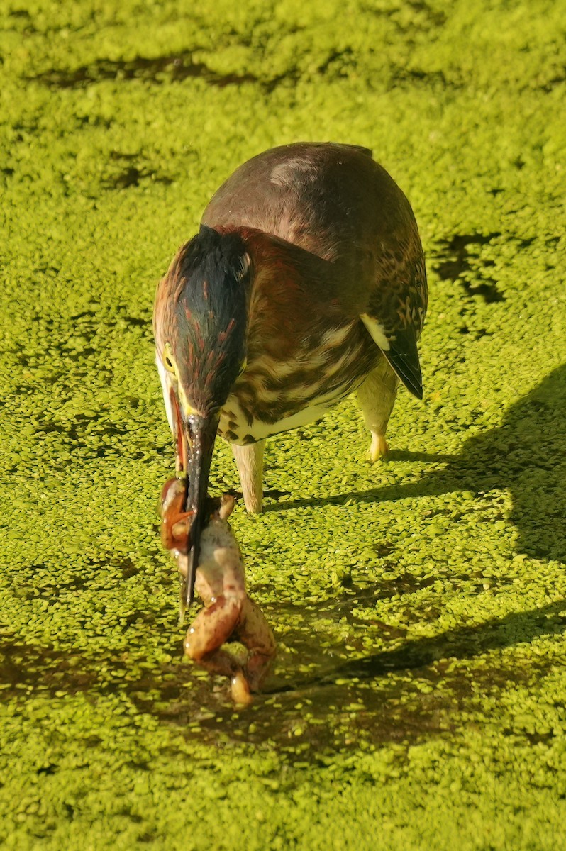 Green Heron - ML642384860