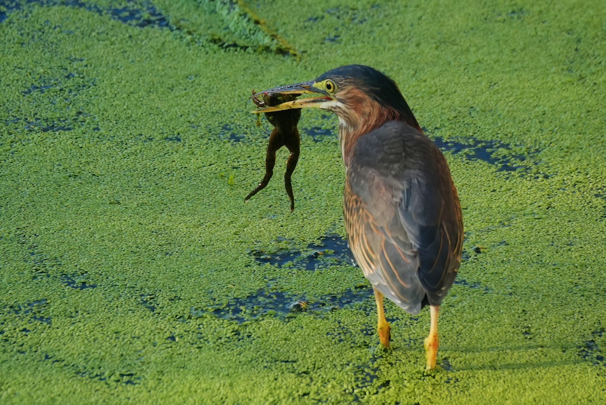 Green Heron - ML642384862