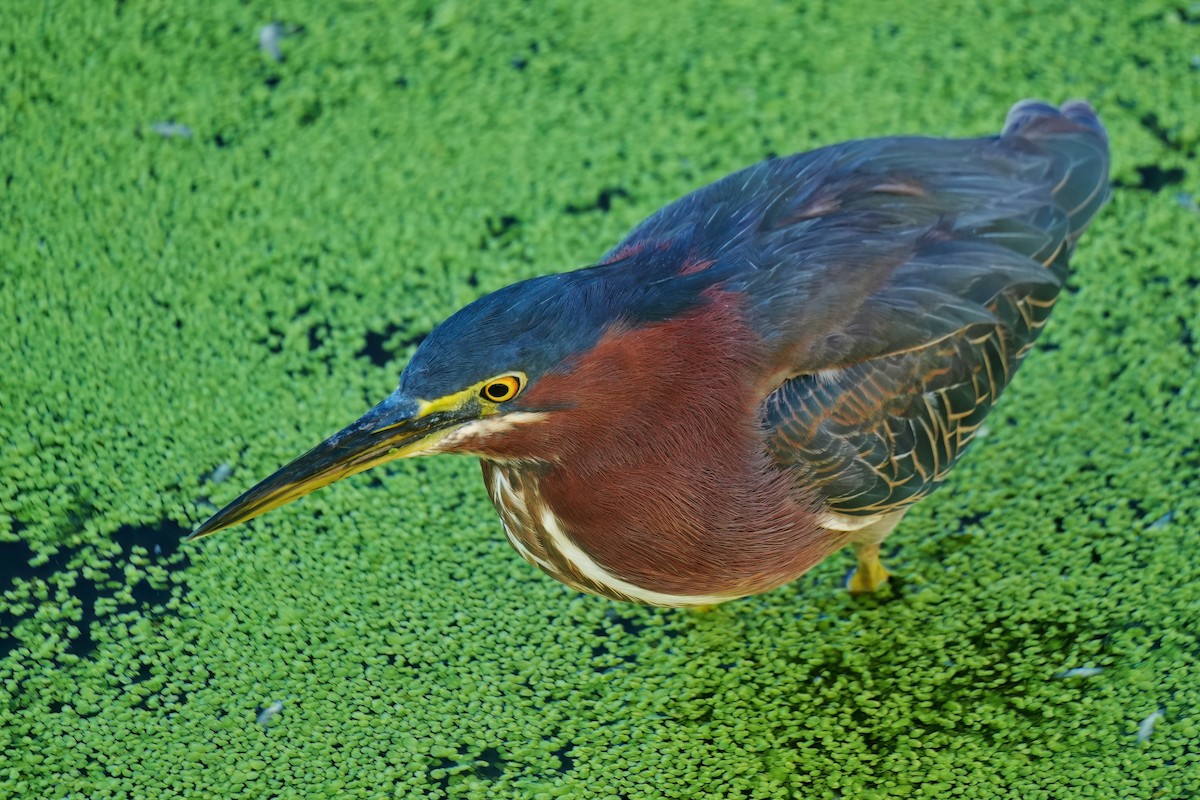 Green Heron - ML642384864