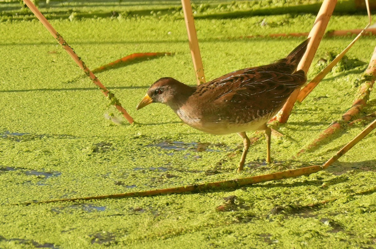 Sora - ML642384887