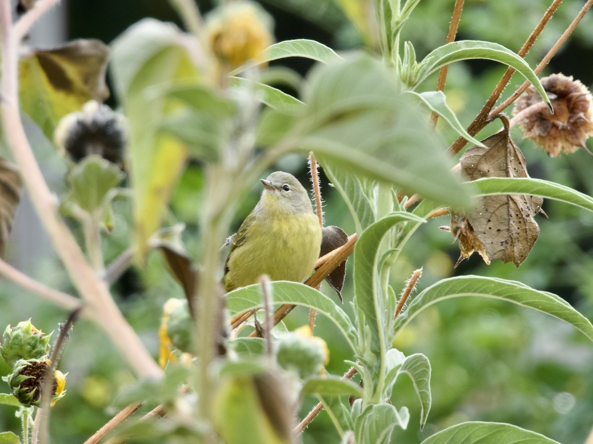 Orange-crowned Warbler - ML642384914